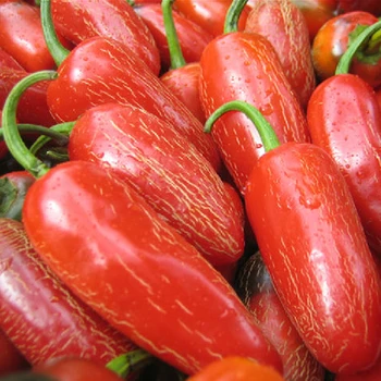 Best Quality Whole Jalapeno pepper IFQ Jalapeno pepper