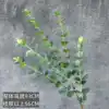 Eucalipto individual de 5 puntas - verde grisáceo