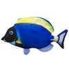 Acanthurus coeruleus