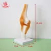 articulation du genou