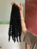 1B Burmese curl