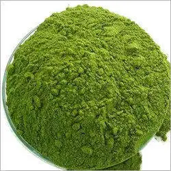 Acalypha Leaves Cultivated Wild Indian Acalypha Leaves Powder Plant Extract Food Supplement