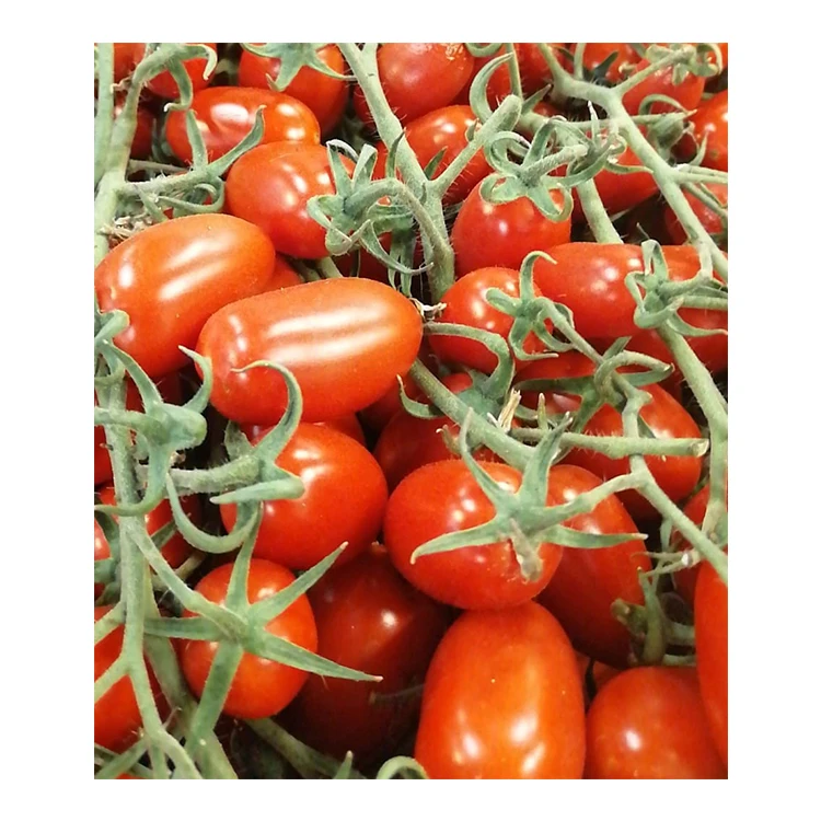 Wholesale Fresh Vegetable Italy Red Fresh Tomatoes