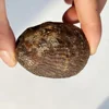 Fossil Jadeified Scallop Shells