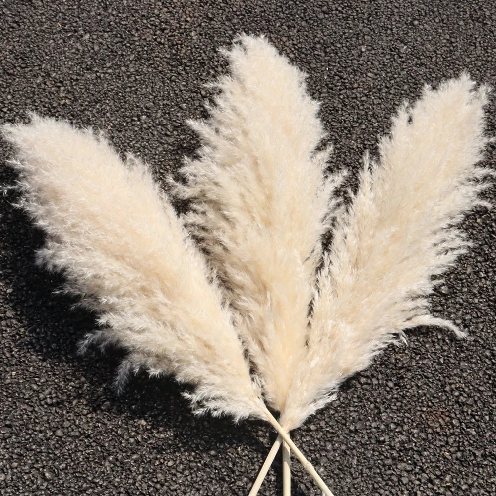 Plume 60 70cm Nature Pampas Grass Large Dried Pampas Grass Pampas