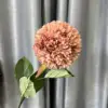 Corail