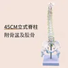Columna vertebral vertical de 45 cm unida a la pelvis y al fémur.