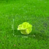 colorful No. 7 Chinese cabbage