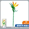 655071 strelitzia