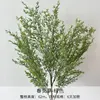 Herbe de printemps