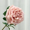 Rosa pesca