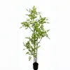 New nantianzhu green-200cm