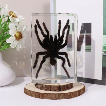 Factory Wholesale Real Animal  Resin Spider Specimen Teaching Equipment for High School