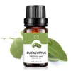 eucalyptus