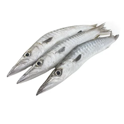 frozen whole round barracuda fish best quality frozen barracuda
