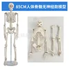 85cm Human Skeleton [Nerve-Free Version - White]