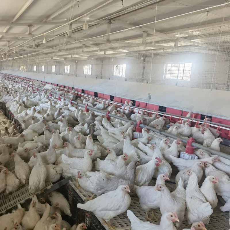 Poultry Nesting Box Automatic Collector Egg Nest Chicken Farm Laying Eggs Roll Away Hens Coop Machine