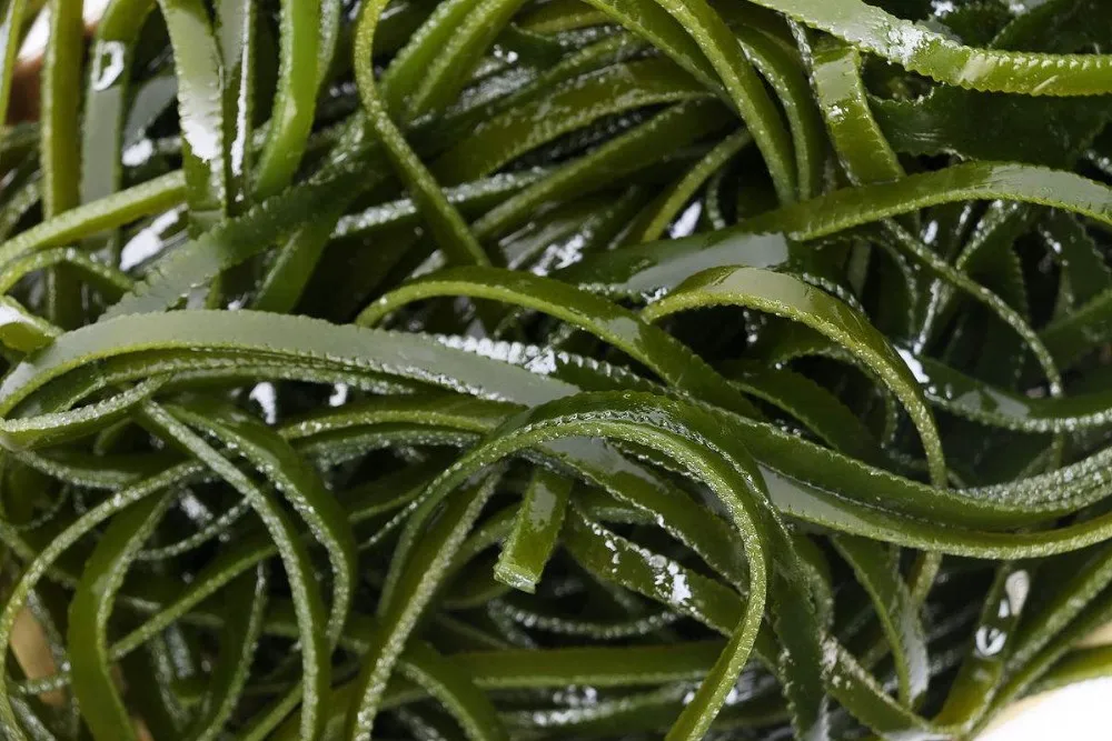 Natural Dried Seaweed Fujian Origin Machine Dried Kelp Laminaria Shredded