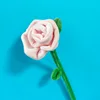 Rosa rosa