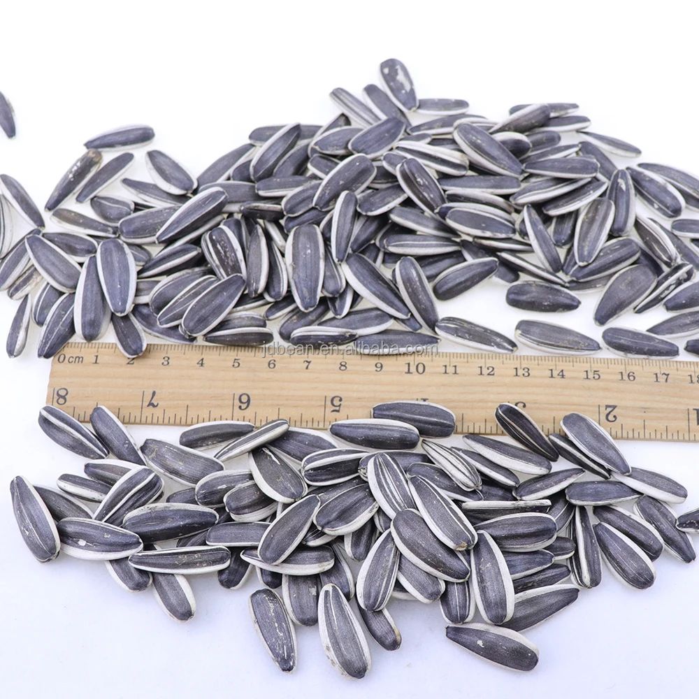 Sunflower Seed 361 363 5009 601 China Origin Bulk Sunflower Seed for Oil Jumbo Sunflower Seeds Raw