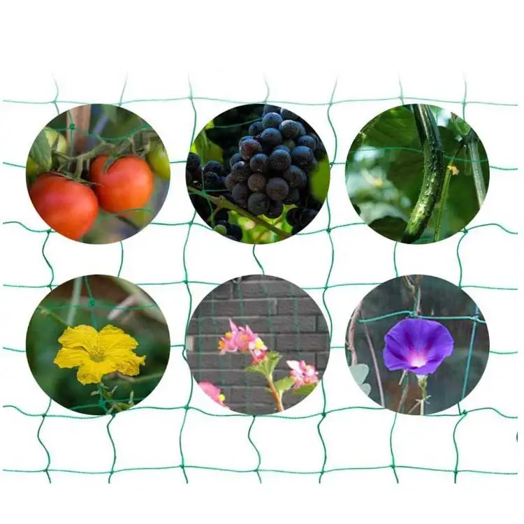 Agriculture Trellis Netting Roll 4 Inch Mesh Cucumber Trellising Net