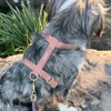 Brown harness
