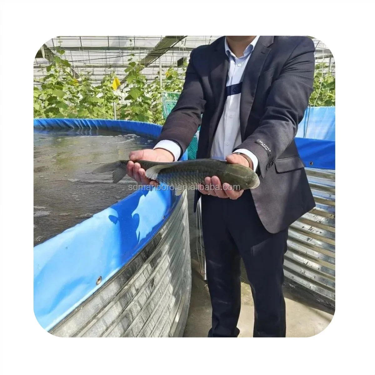 Fish Farming Tanks for Commercial Aquaponics System Hydroponic Agriculture  Fish Breeding Pool