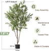 Albero di Ulivo Verde Naturale 2,4 m con Vaso di Partenza Nero