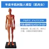30cm Resin Figure - Muscular - Female