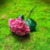 ไฮเดรนเยียสีชมพูเข้ม-สูง 45 ซม.-เส้นผ่านศูนย์กลางหัวดอก 16 ซม