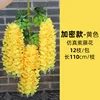 Glicine 15