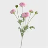 Rosa Viola