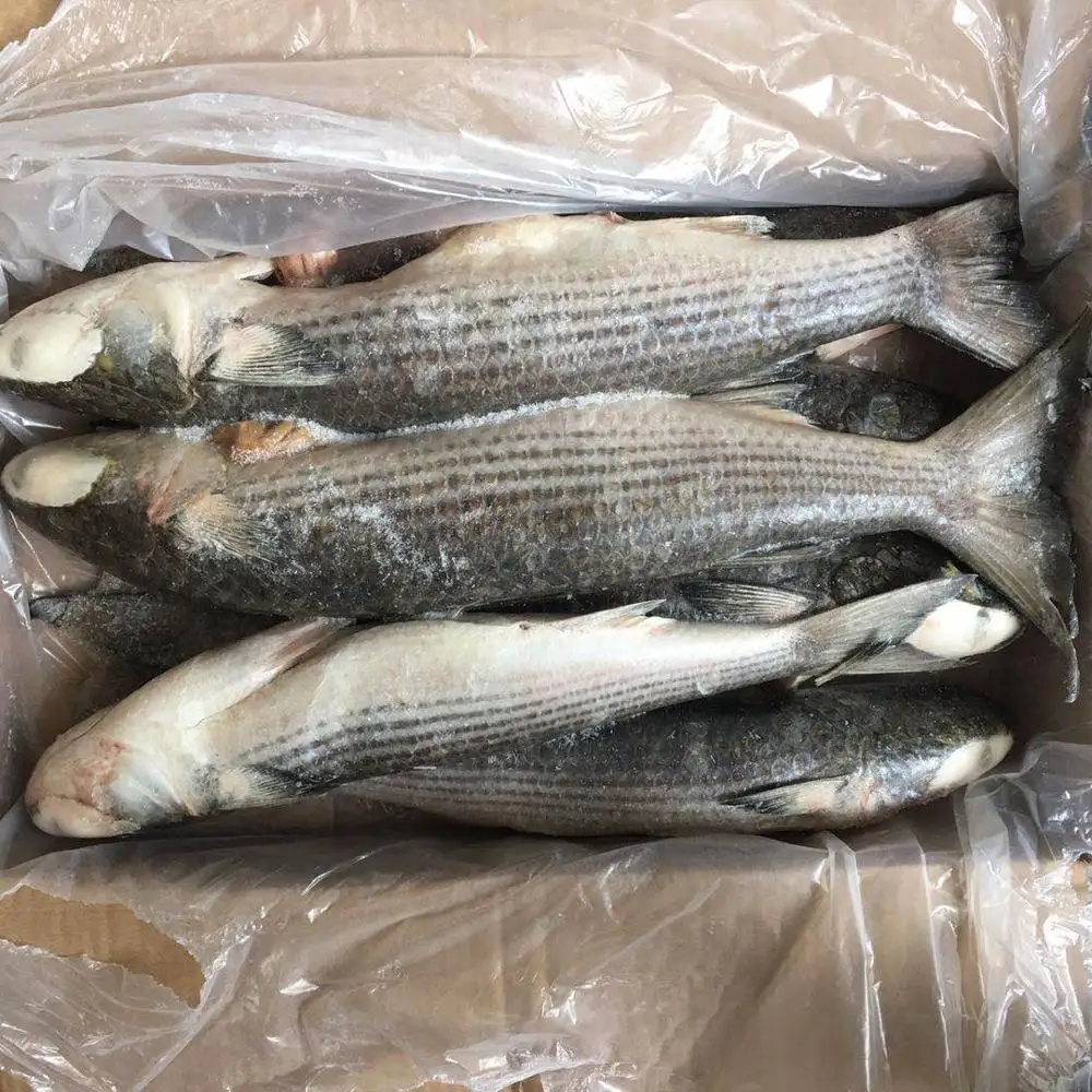 frozen fish grey mullet gutted for taiwan