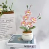 Phalaenopsis rosa