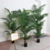 verde4