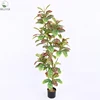 Garden croton
