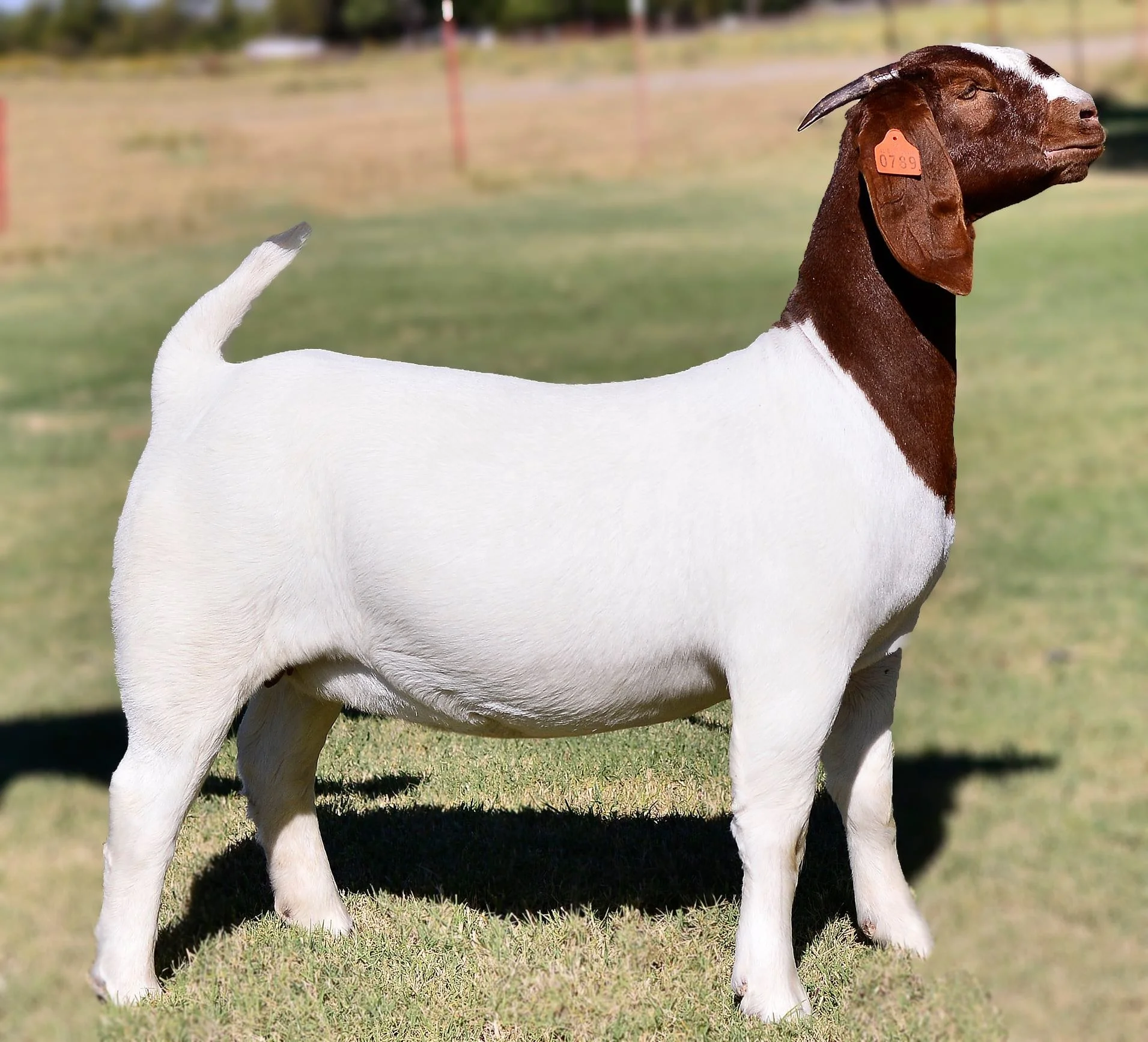 Alive Healthy Full Blood Boer Goat,Saanen Goat,Cows - Buy Boer Goat ...