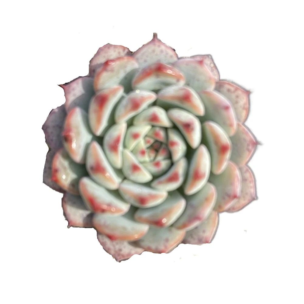 生活多肉植物百济荷花在生产办公室 Buy 贝吉炼油厂莲花 多汁的百济莲花 肉质植物百济莲花product On Alibaba Com