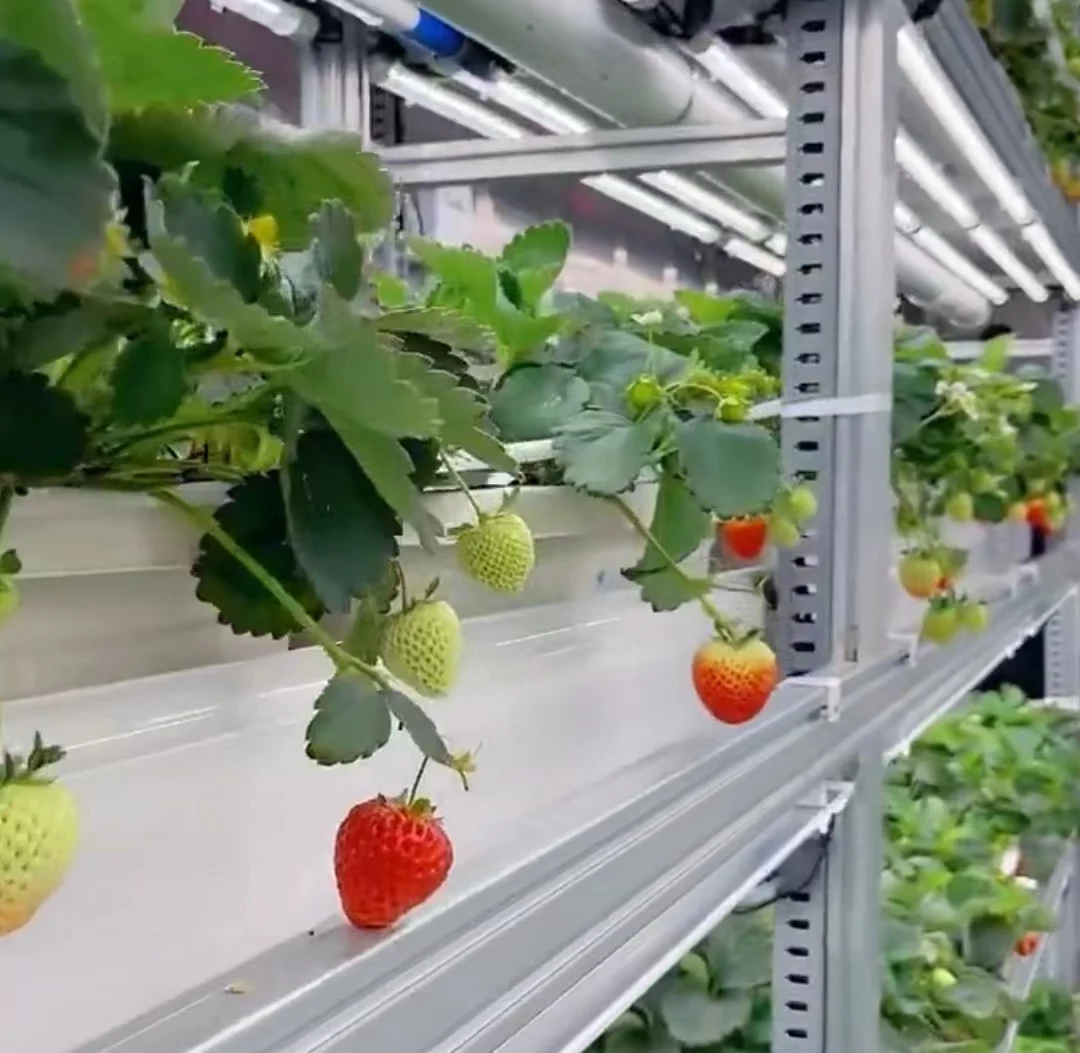 Plant Factory Shipping Container Grow Room Hydroponics Vertical Farming For Strawberry Growing