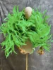 Verde Erba