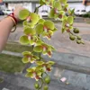 14#  Offerta speciale: 2 steli di Phalaenopsis verde