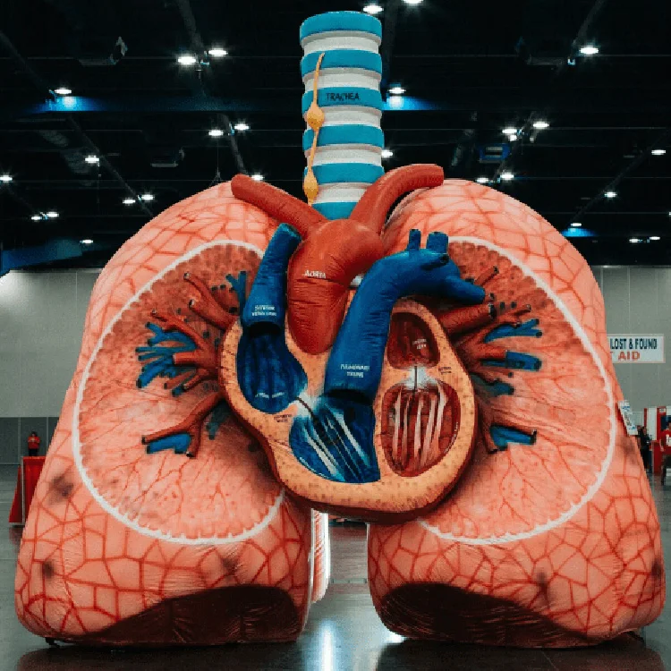 Giant Inflatable Brain Model for Exhibitions - Custom Designs Available ...