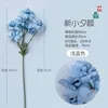 New Little Evening Glory, Light Blue