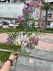 viola 45