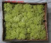 L-05 Light green