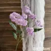 Purple morning glory