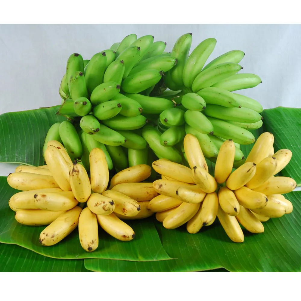 Banana thailand. Тайские бананы мини.