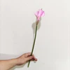 rose YL80450-2