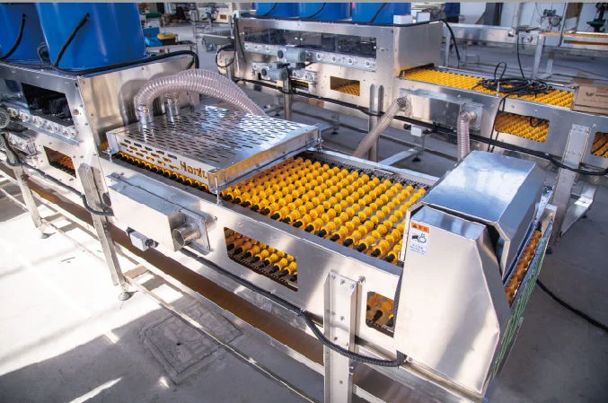 Great Farm Hot Sale Efficient Automatic Egg Sorting Line Automatic Egg Grading Machine with Conveyor Belt for Chicken Layer Farm