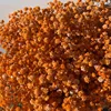 Arancione